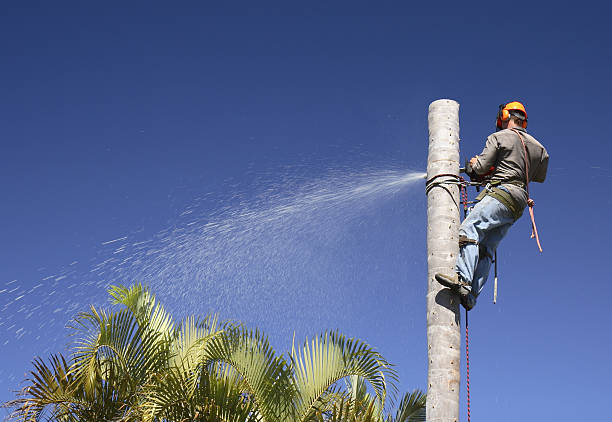 Best Tree Risk Assessment  in Tremont, PA