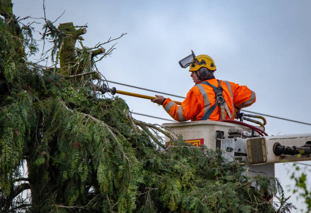 Trusted Tremont, PA Tree Care Experts