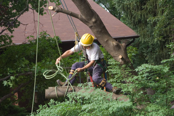 How Our Tree Care Process Works  in  Tremont, PA