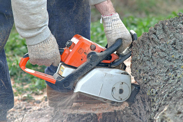 Best Tree Disease Treatment  in Tremont, PA