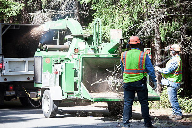 Best Fruit Tree Pruning  in Tremont, PA