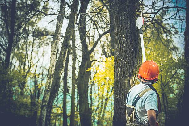 Lawn Maintenance Plans in Tremont, PA