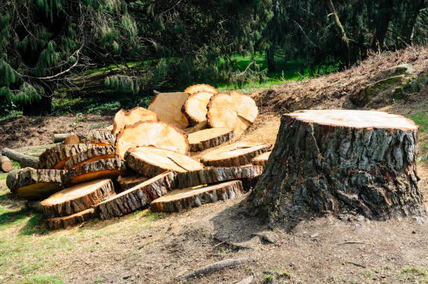 Best Stump Grinding and Removal  in Tremont, PA